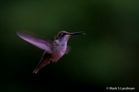 Aug_4_-_Hummingbird-6726