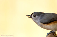 Nov 16 - Tufted Titmouse-0223