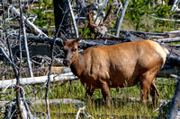 Yellowstone_20180721-_Y6A9471