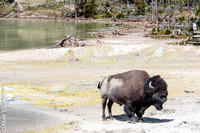 Yellowstone_20180722-_Y6A9499