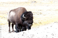 Yellowstone_20180722-_Y6A9503