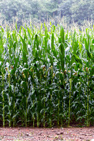 Aug_13_-_Corn_Field-7508