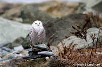 Dec 20 - Snowy Owl-1285