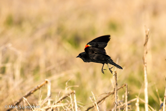 Apr_19_-_Red_Winged_Blackbird-1054