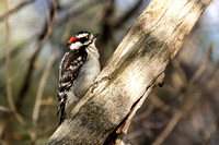 May_5_-_Downy_Woodpecker-1686