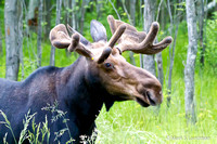 Moose-8341