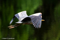 Jun_13_-_Great_Blue_Heron-3263