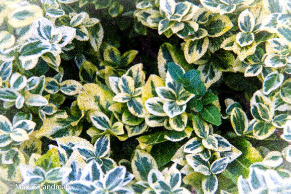 Sep_10_-_Euonymus-9110