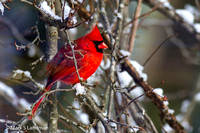 Cardinal-4516
