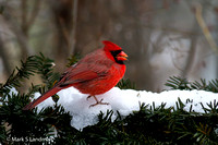 Cardinal_Male-2870
