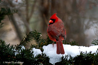 Cardinal_Male-2873