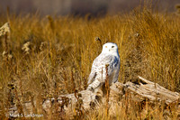 Snowy Owl-2634