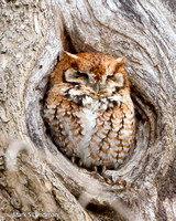 Screech Owl, Red Morph - 4378