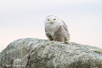 Snowy Owl-3519