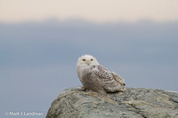Snowy Owl-3491