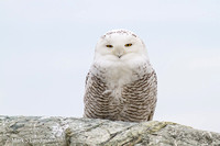 Snowy Owl-3580