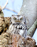 Screech Owl-3964