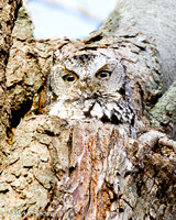 Screech Owl-3963