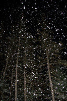 Trees During Snow-5274