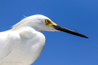 Snowy Egret_20150412-_Y6A2702-2