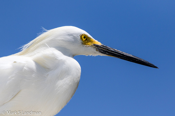 Snowy Egret_20150412-_Y6A2702-2