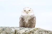Snowy Owl_20131224-IMG_3580