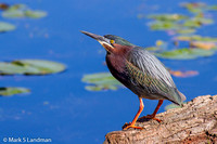 Green Heron_20140607-IMG_2926