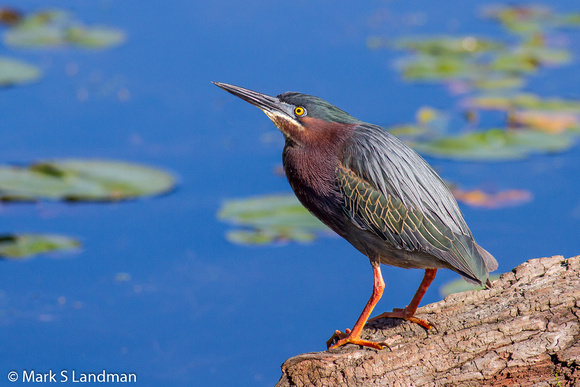 Green Heron_20140607-IMG_2926