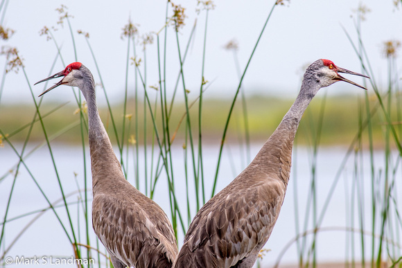 Sandhill Cranes_20150412-_Y6A2607-2