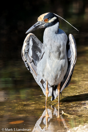 Yellow-crowned Night-Heron_20150416-_Y6A4503-2