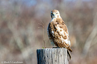 Red-tailed Hawk_20130427-IMG_6043