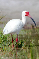 White Ibis_20150413-_Y6A3507-2