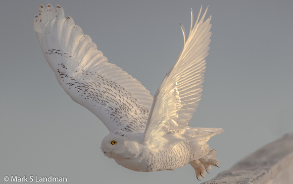 Snowy Owl_20151114-_Y6A2957