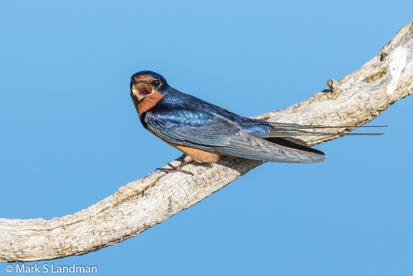 Barn Swallow_20160522-_Y6A1527