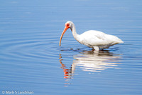 White Ibis_20140304-20140304-IMG_7649