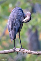 Great Blue Heron_20150831-_Y6A1498