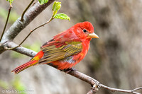 Summer Tanager_20160516-_Y6A1180