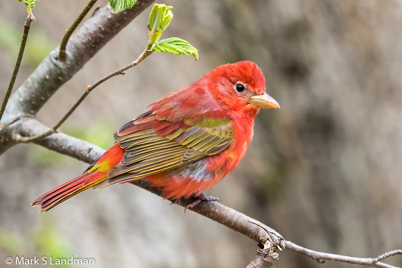 Summer Tanager_20160516-_Y6A1180