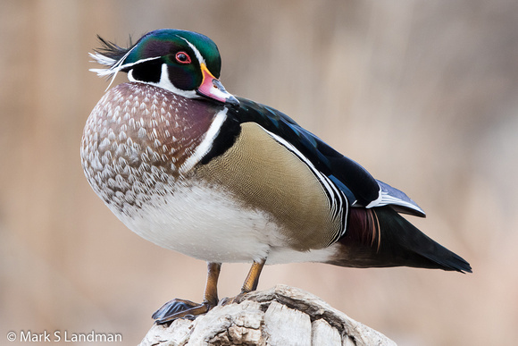 Wood Duck_20151215-_Y6A6018