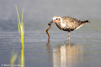 Black-bellied Plover_20150725-_Y6A9084