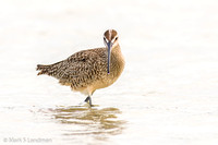 Whimbrel_20150413-_Y6A3307-2