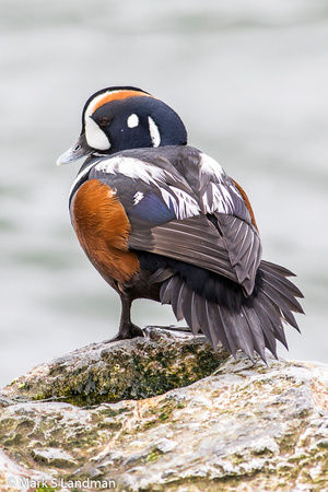 Harlequin Duck_20150321-3Y6A1362