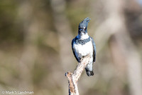 Belted Kingfisher-5485
