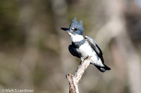 Belted Kingfisher-5487
