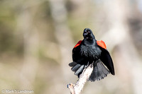 Red-winged Blackbird-5468