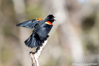 Red-winged Blackbird-5581