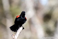 Red-winged Blackbird-5526
