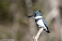 Belted Kingfisher-5491
