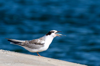 Tern_Common_Juvenile_w_Fish-7373