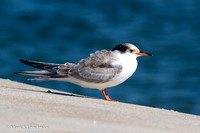 Tern_Common_Juvenile-7316